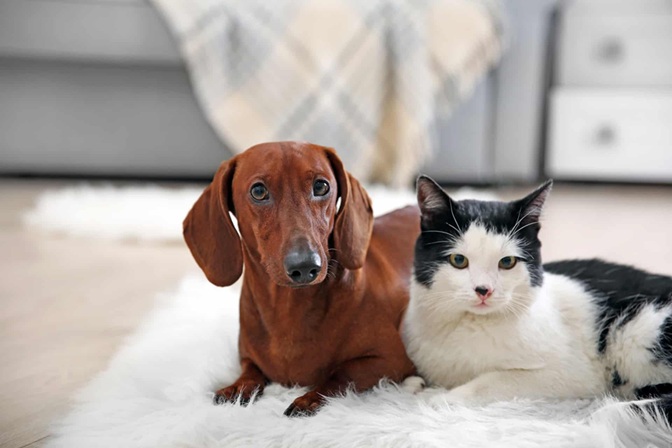 imagem de cachorro e gato deitados em um tapete branco