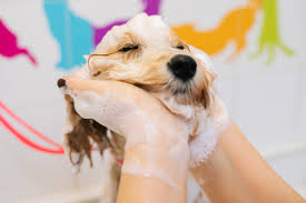 imagem de um cachorro tomando baho em um petshop